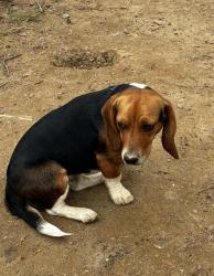 Lost Female Dog last seen Off of 66 highway between foodlion and chestnut grove road, King, NC 27021