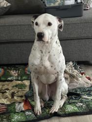 Reunited Female Dog last seen Near Cheynne lane, Powell, TN 37849