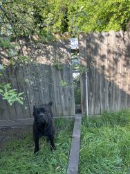 Lost Male Dog last seen 5th street and B street of west Sacramento, West Sacramento, CA 95814