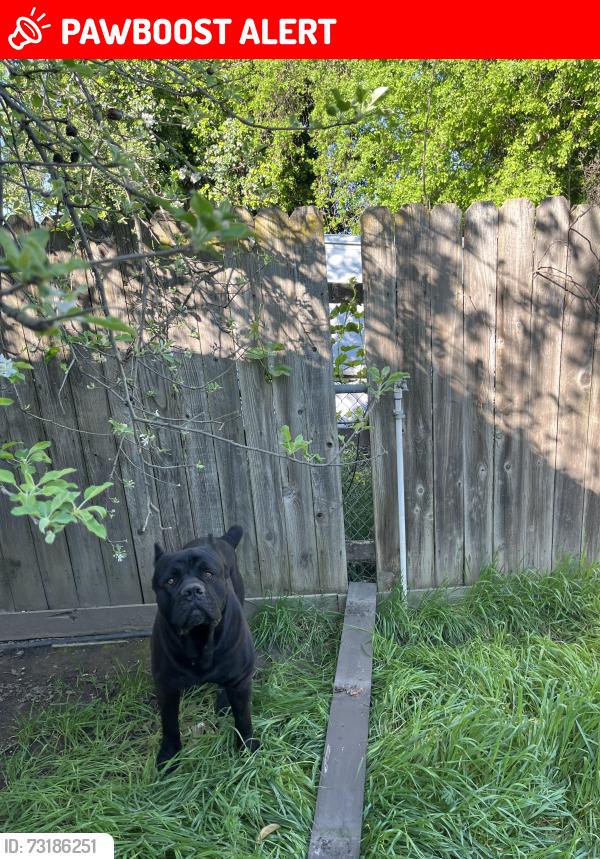 Lost Male Dog last seen 5th street and B street of west Sacramento, West Sacramento, CA 95814