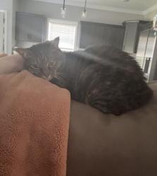 Lost Female Cat last seen Hazelwood Rd, Clarksville, TN 37042