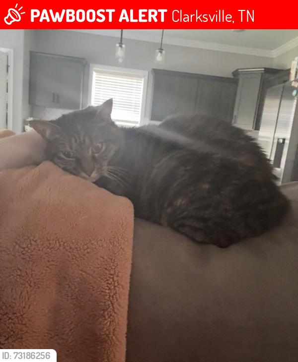 Lost Female Cat last seen Hazelwood Rd, Clarksville, TN 37042