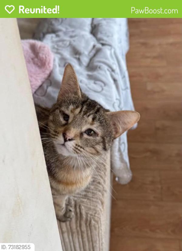 Reunited Female Cat last seen Higham road, Buckinghamshire, England 