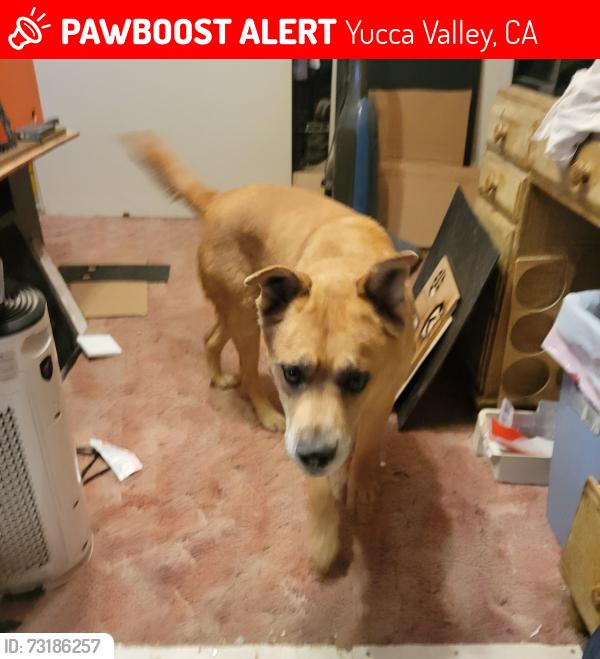 Lost Male Dog last seen Hondo, Yucca Valley, CA 92284
