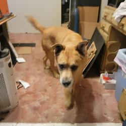 Lost Male Dog last seen Hondo, Yucca Valley, CA 92284