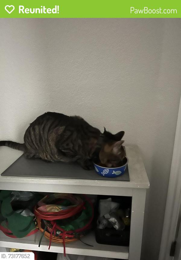 Reunited Male Cat last seen Fox Run Neighborhood, Northglenn, CO 80233