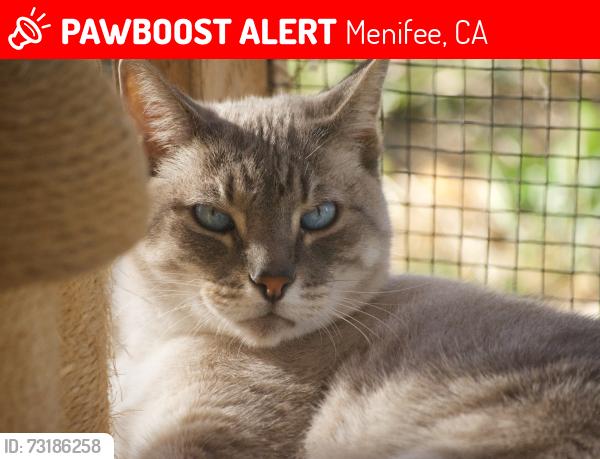 Lost Male Cat last seen Menifee road, Scott road, Menifee, CA 92584
