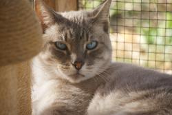 Lost Male Cat last seen Menifee road, Scott road, Menifee, CA 92584