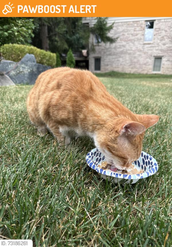 Found/Stray Unknown Cat last seen Hickory and lahser, Bloomfield Township, MI 48302
