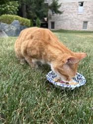 Found/Stray Unknown Cat last seen Hickory and lahser, Bloomfield Township, MI 48302