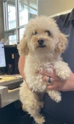 Shelter Stray Male Dog last seen Near BLOCK S HYDRAULIC AVE, HAYSVILLE KS 67060, 3303 N Hillside St, Wichita, KS 67219, USA