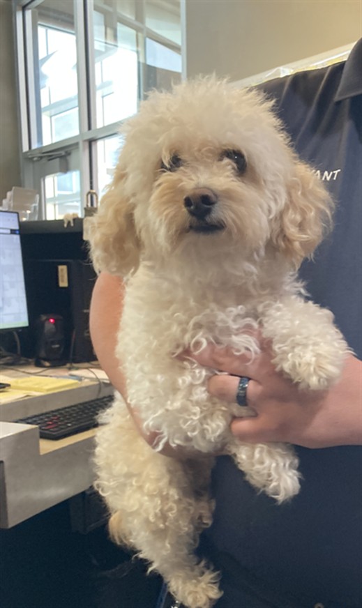 Shelter Stray Male Dog last seen Near BLOCK S HYDRAULIC AVE, HAYSVILLE KS 67060, 3303 N Hillside St, Wichita, KS 67219, USA