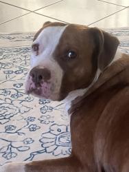 Reunited Male Dog last seen Mohawk Way/Seminole Dr, Satellite Beach, FL 32937