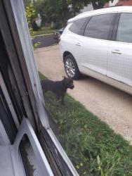 Found/Stray Unknown Dog last seen Fort Park and Champaign, Lincoln Park, MI 48146