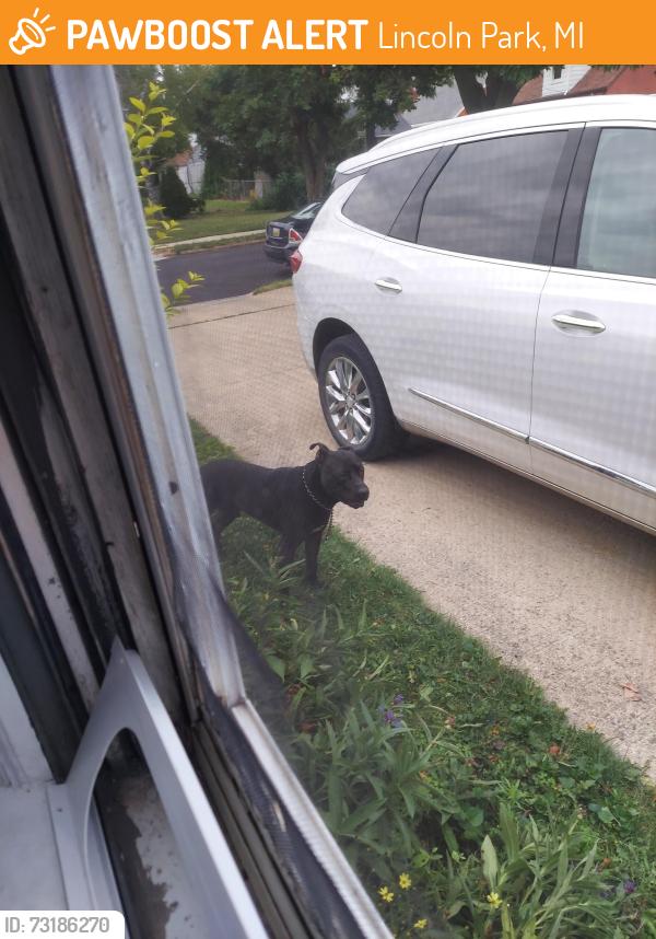 Found/Stray Unknown Dog last seen Fort Park and Champaign, Lincoln Park, MI 48146