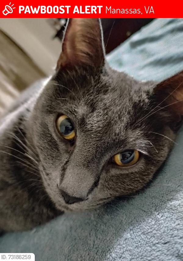 Lost Male Cat last seen Stonewall rd.and Fredericksburg pl, Manassas, VA 20110