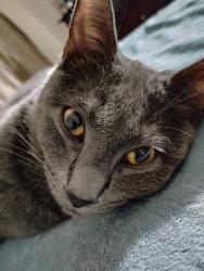 Lost Male Cat last seen Stonewall rd.and Fredericksburg pl, Manassas, VA 20110