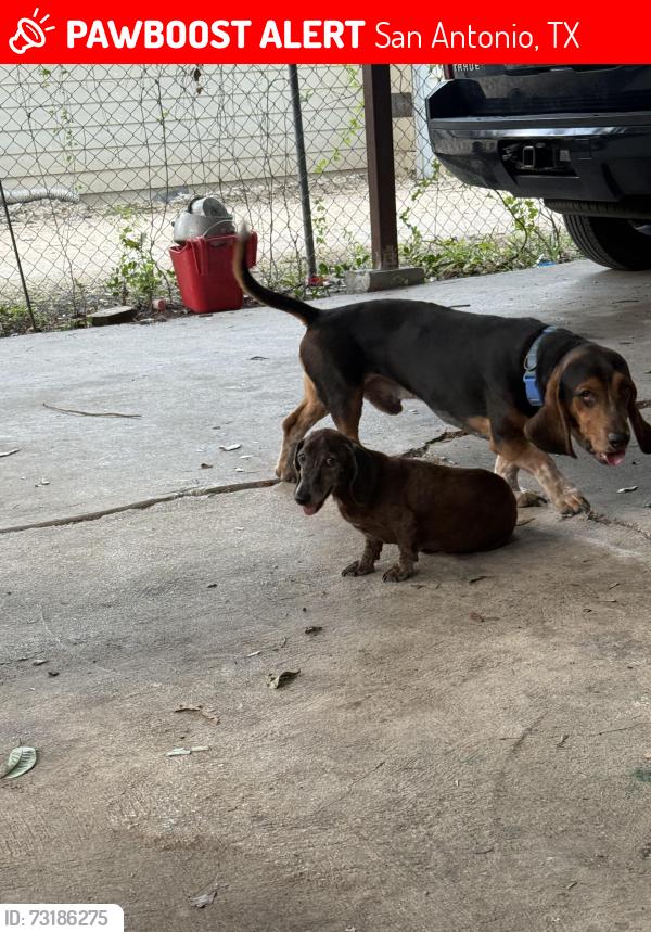 Lost Male Dog last seen Edmonds st & Mission rd, San Antonio, TX 78210