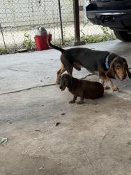 Lost Male Dog last seen Edmonds st & Mission rd, San Antonio, TX 78210