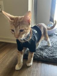 Reunited Male Cat last seen At accotink park near mile marker 3.0 - close to 3 benches, Springfield, VA 22150