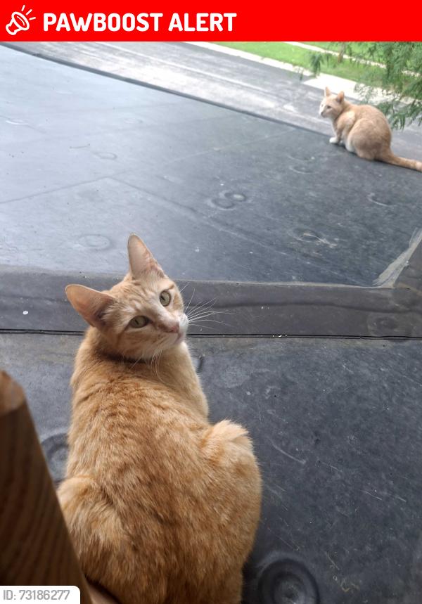 Lost Female Cat last seen Near 8th st, Wisconsin Rapids, WI 54495