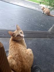 Lost Female Cat last seen Near 8th st, Wisconsin Rapids, WI 54495
