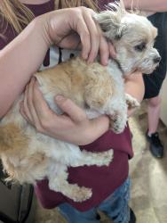 Found/Stray Female Dog last seen Epler and Shelby, Indianapolis, IN 46227