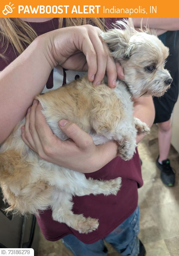 Found/Stray Female Dog last seen Epler and Shelby, Indianapolis, IN 46227