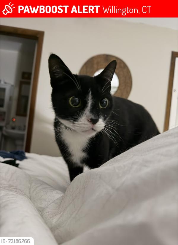 Lost Male Cat last seen Old farms rd, Willington, CT 06279