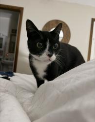 Lost Male Cat last seen Old farms rd, Willington, CT 06279