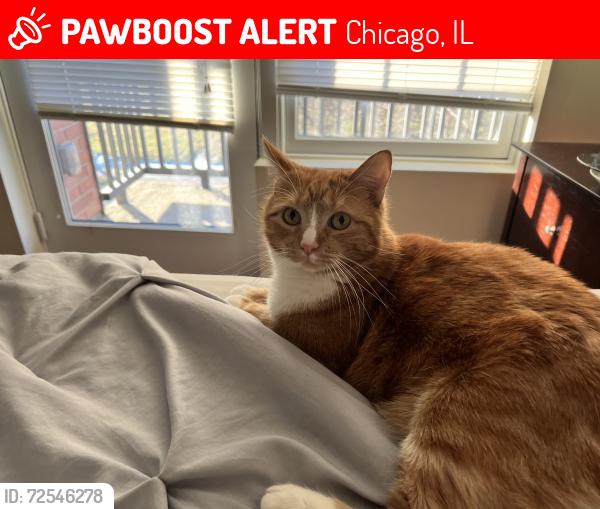 Lost Male Cat last seen Near airport, Chicago, IL 60666
