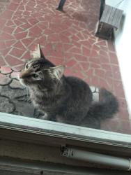 Found/Stray Unknown Cat last seen Mitchell, Norcross, GA 30071