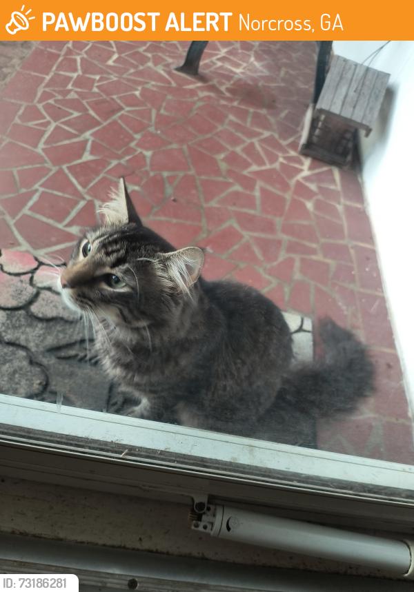 Found/Stray Unknown Cat last seen Mitchell, Norcross, GA 30071