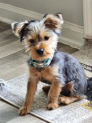 Reunited Male Dog last seen Near W Irlo Bronson Memorial Hwy, Kissimmee, FL 34747, Kissimmee, FL 34747