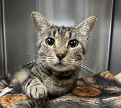 Shelter Stray Male Cat last seen Near W 11th Avenue, Escondido, CA, 92025, Escondido, CA 92027, USA