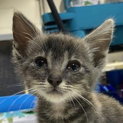 Shelter Stray Female Cat last seen Shooting Star Dr, San Diego, CA, 92173, 5500 Gaines St, San Diego, CA 92110, USA