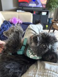 Shelter Stray Male Dog last seen Near N Harbor Drive, San Diego, CA, 92101, 5500 Gaines St, San Diego, CA 92110, USA