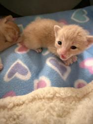 Shelter Stray Female Cat last seen El Cajon, CA, 92020, 5500 Gaines St, San Diego, CA 92110, USA