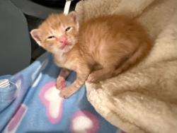 Shelter Stray Male Cat last seen El Cajon, CA, 92020, 5500 Gaines St, San Diego, CA 92110, USA