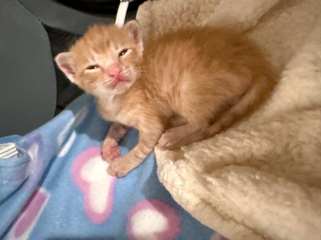 Shelter Stray Male Cat last seen El Cajon, CA, 92020, 5500 Gaines St, San Diego, CA 92110, USA