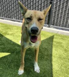 Shelter Stray Male Dog last seen Near E Madison Avenue, El Cajon, CA, 92020, El Cajon, CA 92020, USA