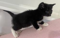Shelter Stray Female Cat last seen Bullock Drive, San Diego, CA, 92114, 5500 Gaines St, San Diego, CA 92110, USA