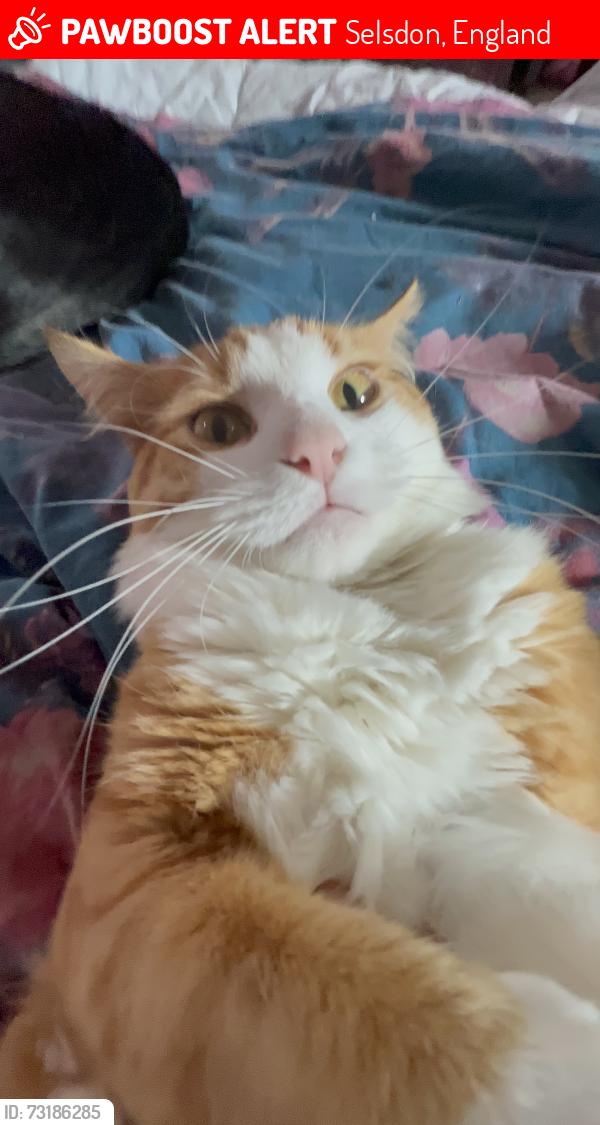 Lost Male Cat last seen ashen vale, Selsdon, England 