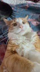 Lost Male Cat last seen ashen vale, Selsdon, England 