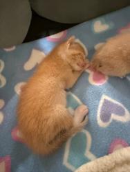 Shelter Stray Female Cat last seen El Cajon, CA, 92020, 5500 Gaines St, San Diego, CA 92110, USA