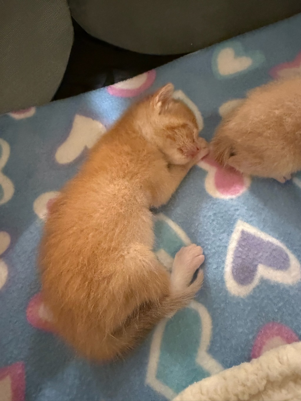 Shelter Stray Female Cat last seen El Cajon, CA, 92020, 5500 Gaines St, San Diego, CA 92110, USA