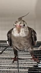 Lost Male Bird last seen Minnieville Road, Dale City, VA 22193