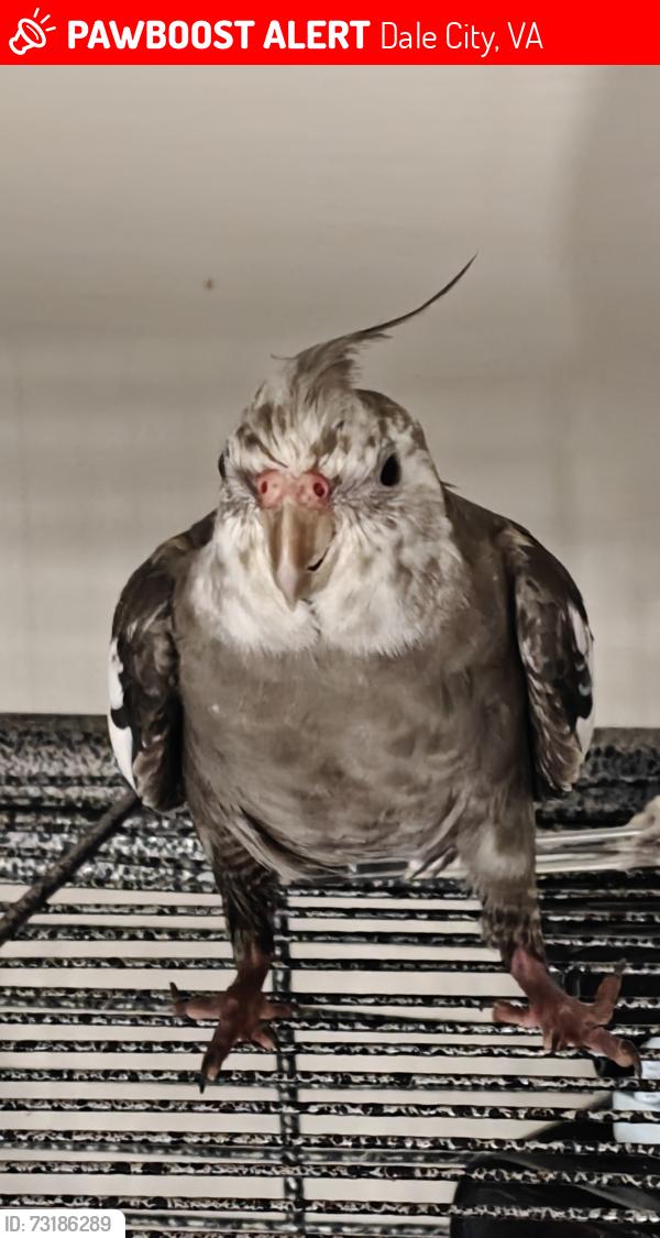 Lost Male Bird last seen Minnieville Road, Dale City, VA 22193
