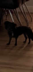 Found/Stray Female Dog last seen 116th & Griffing Boulevard, Biscayne Park, FL 33161