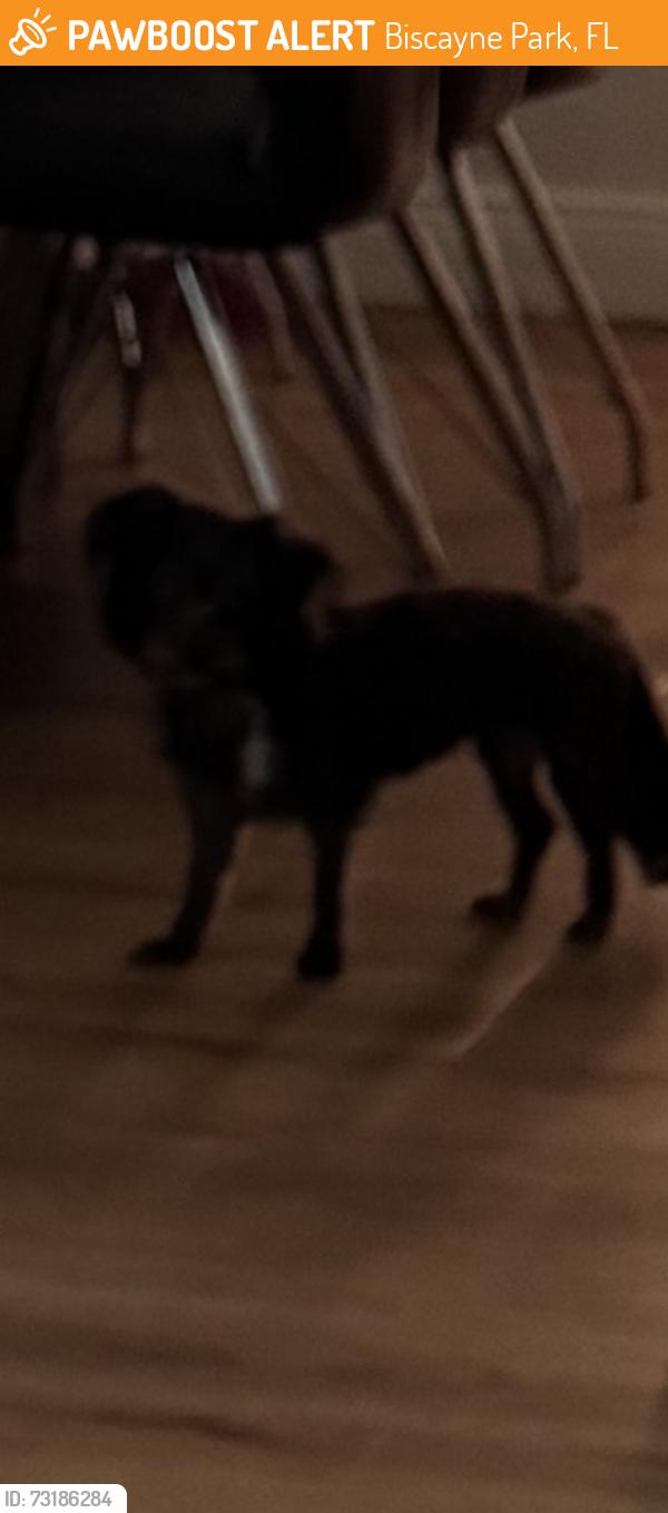 Found/Stray Female Dog last seen 116th & Griffing Boulevard, Biscayne Park, FL 33161